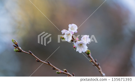 Dainty winter cherry blossom buds and flowers blooming under the winter sky 135671393