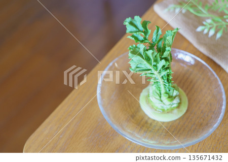 Regenerating radish leaves: Rebovege at home Regenerating radish leaves: Rebovege at home 135671432