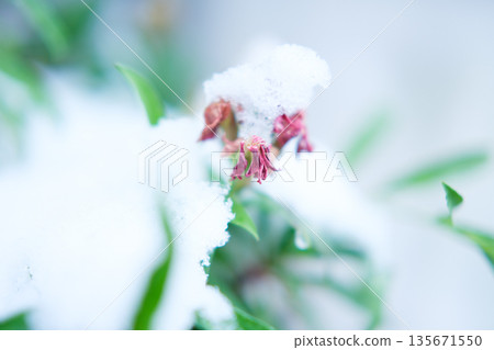red flowers in the snow 135671550
