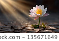 Resilient lotus flower blooming through cracked earth in sunlight 135671649