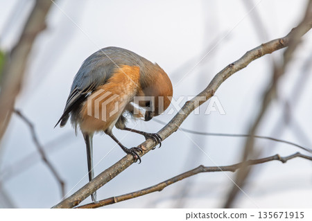 A shrike perched on a tree branch preening its feathers A shrike perched on a tree branch preening its feathers 135671915