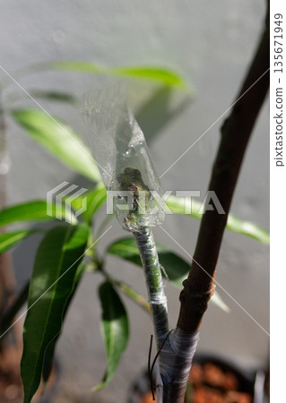 Mango Grafting Technique to Improve Orchard Productivity Mango Grafting Technique to Improve Orchard Productivity 135671949