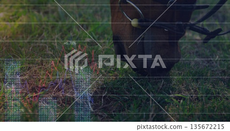 Grazing horse head wearing leather bridle and bit in field, with grid chart overlay, copy space Grazing horse head wearing leather bridle and bit in field, with grid chart overlay, copy space 135672215