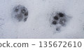 Footprints of a small cat in deep snow 135672610