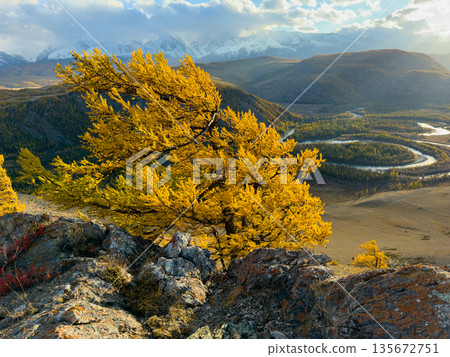 Golden autumn tree on a rocky slope overlooking winding river and snow capped mountains 135672751