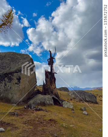 Desolate tree remains among rocks in a mountain meadow under a dramatic sky 135672752