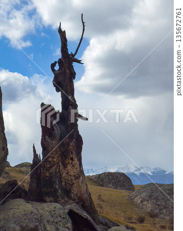 Desolate landscape features a weathered dead tree trunk among rocks and grass with snow capped mountains in distance under dramatic cloudy sky 135672761