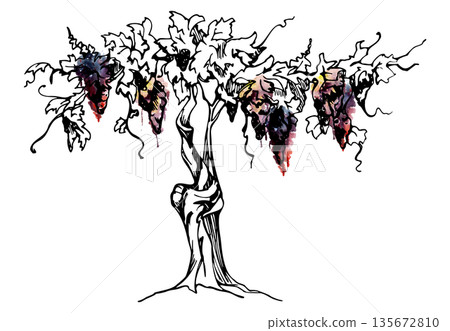Vineyard tree with twisted trunk, grapevine tendrils, ripe grape clusters, winery landscape. Hand-drawn illustration in watercolor and ink for wine bottle labels, travel guides, tourism branding. Vineyard tree with twisted trunk, grapevine tendrils, ripe grape clusters, winery landscape. Hand-drawn illustration in watercolor and ink for wine bottle labels, travel guides, tourism branding. 135672810
