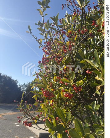 Red berries illuminated by the winter sun Red berries illuminated by the winter sun 135672994