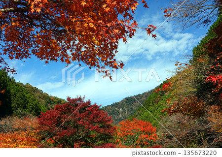 Autumn leaves at Sumatakyo Onsen Autumn leaves at Sumatakyo Onsen 135673220