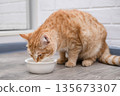 A cute red cat eats from a bowl 135673307