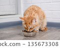 A cute red cat eats from a bowl 135673308