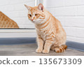 Cute red cat portrait on a light background 135673309