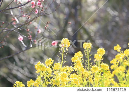 Rape blossoms in early spring 135673719