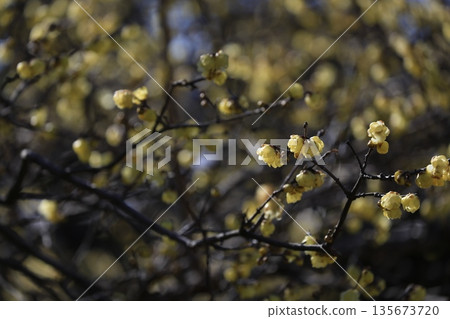 fragrant wax 135673720