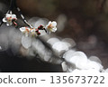 White plum blossoms in the early spring light 135673722