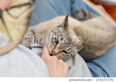 Cat biting hand Siamese tiger Cat biting hand Siamese tiger 135673776