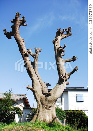 Zelkova tree at the east marker of the Iwabuchi Milestone (Fuji City, Shizuoka Prefecture) Zelkova tree at the east marker of the Iwabuchi Milestone (Fuji City, Shizuoka Prefecture) 135673789