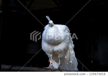 Indian peacocks, polar peacocks, and other white birds at Nogeyama Zoo Indian peacocks, polar peacocks, and other white birds at Nogeyama Zoo 135673818