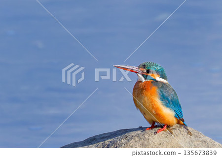 一隻雌翠鳥正在休息 135673839