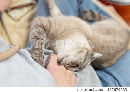 貓咬手暹羅虎 135674383