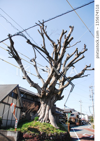 Zelkova tree at Nishizuka, one of the milestone markers in Iwabuchi (Fuji City, Shizuoka Prefecture) Zelkova tree at Nishizuka, one of the milestone markers in Iwabuchi (Fuji City, Shizuoka Prefecture) 135674518