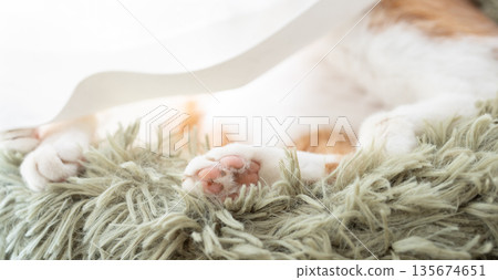 Cute cat's hand Cute cat's hand 135674651