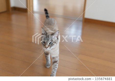 cat walking indoors 135674881