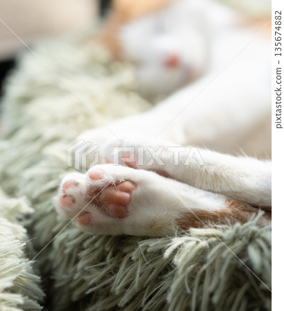 Cute cat's hand Cute cat's hand 135674882
