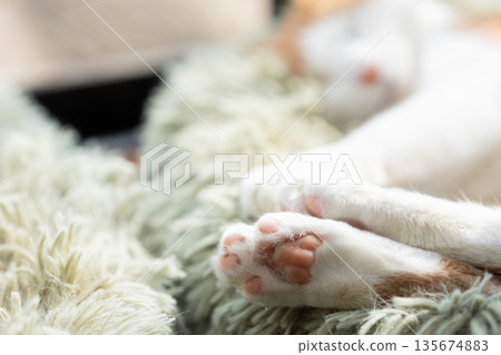 Cute cat's hand 135674883