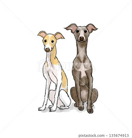 Italian Grey Hound illustration Italian Grey Hound illustration 135674913