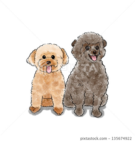 Toy poodle illustration 135674922