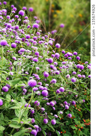 Pink globe amaranth flowers blooming in the fields in late autumn in November Pink globe amaranth flowers blooming in the fields in late autumn in November 135674926