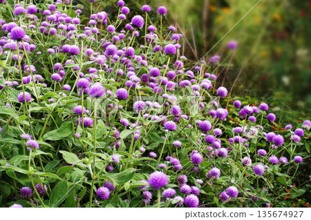 Pink globe amaranth flowers blooming in the fields in late autumn in November Pink globe amaranth flowers blooming in the fields in late autumn in November 135674927