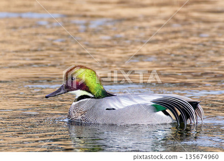 An adult male mallard swimming on the water surface An adult male mallard swimming on the water surface 135674960