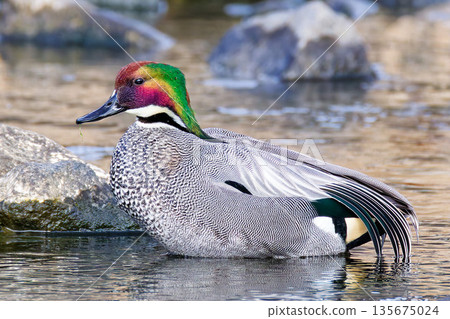 An adult male mallard duck standing in shallow waters by a river An adult male mallard duck standing in shallow waters by a river 135675024