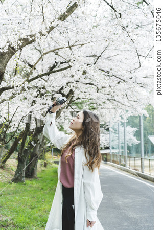 Young woman shooting cherry blossoms in full bloom Young woman shooting cherry blossoms in full bloom 135675046
