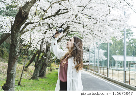 Young woman shooting cherry blossoms in full bloom Young woman shooting cherry blossoms in full bloom 135675047