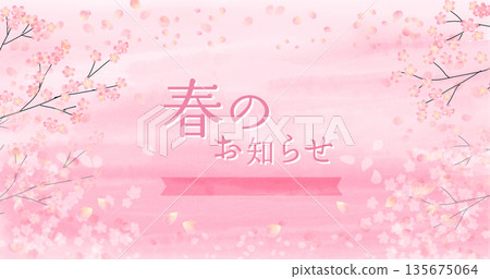 Cherry blossom watercolor illustration background 135675064