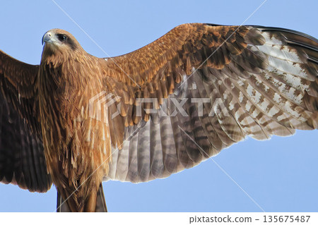 Black kite with blue sky background, close-up 135675487