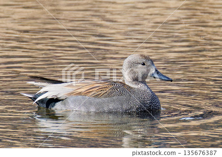 一隻雄性赤頸鴨在水面上游泳 135676387