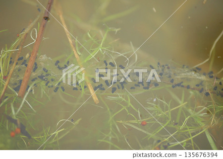 Common European toad Bufo bufo eggs lays a long double string of small black egg close-up shot tangled plant stalks under clear watered lake or underwater. Breeding pond season, laid in water. 135676394