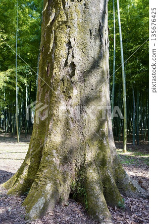 Mossy wood Mossy wood 135676425