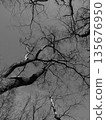 Look up at the tree 135676950