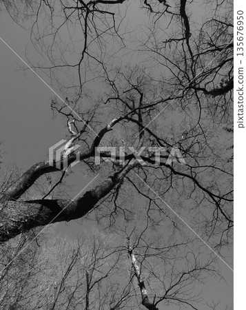 Look up at the tree 135676950