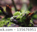 New sprouts emerging from the moss 135676951