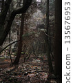 Forest of silence 135676953