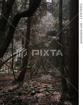 Forest of silence 135676953