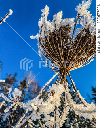 Frosted Queen Anne's Lace against a blue winter sky. Frosted Queen Anne's Lace against a blue winter sky. 135677038