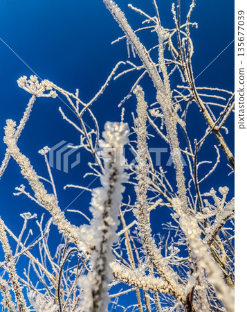 Frost-covered branches against a vibrant blue sky. Frost-covered branches against a vibrant blue sky. 135677039